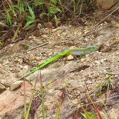 Cnemidophorus lemniscatus