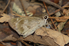 Polites vibex praeceps