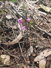 Tetratheca bauerifolia