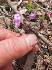 Tetratheca bauerifolia