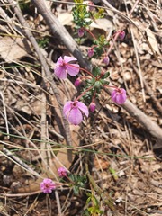 Tetratheca bauerifolia