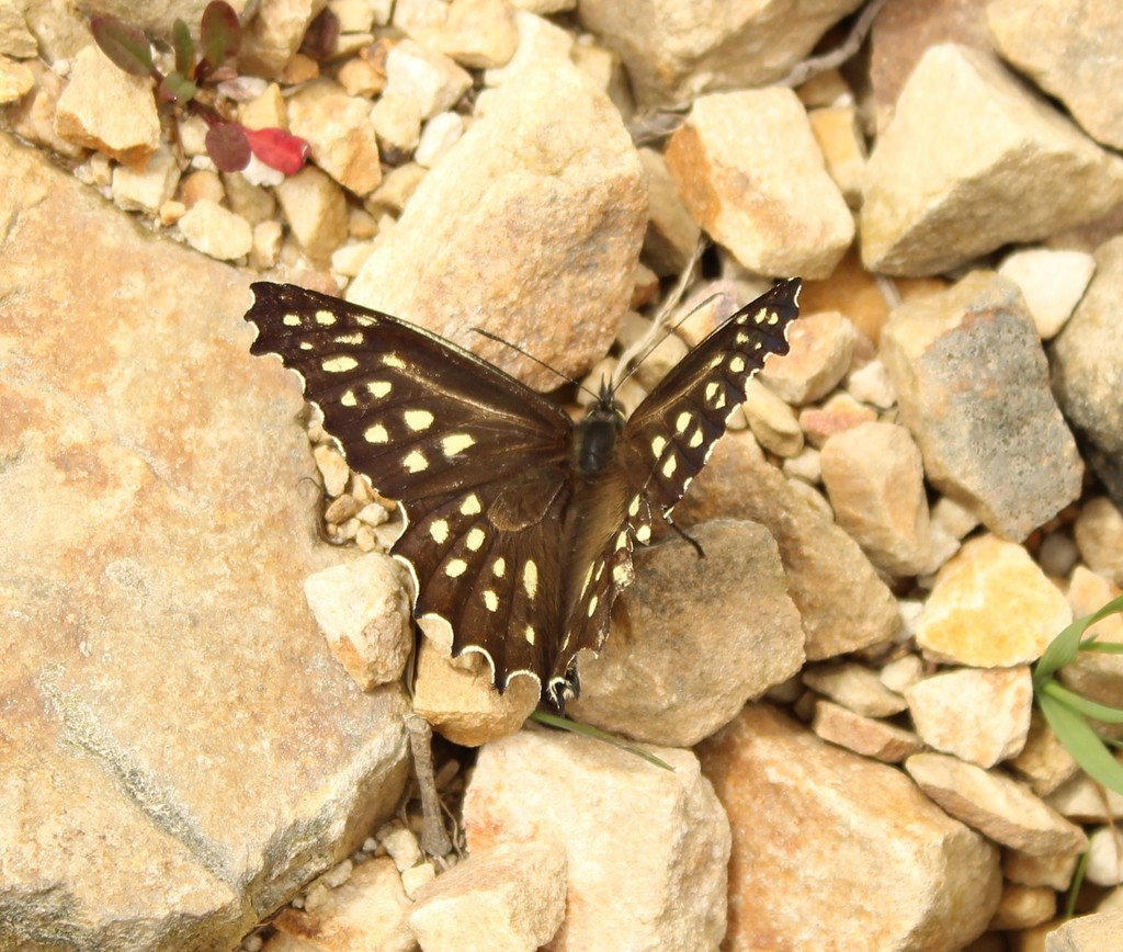 Junea doraete