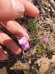 Tetratheca bauerifolia