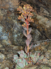 Sedum rubiginosum