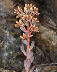 Sedum rubiginosum