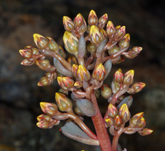 Sedum rubiginosum