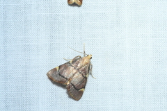 Hypsopygia thymetusalis