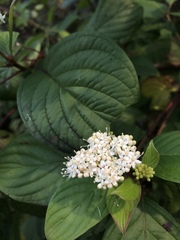 Cornus sericea