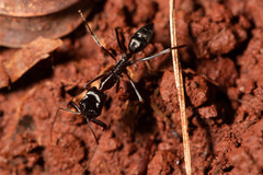 Odontomachus cephalotes