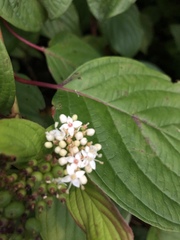Cornus sericea