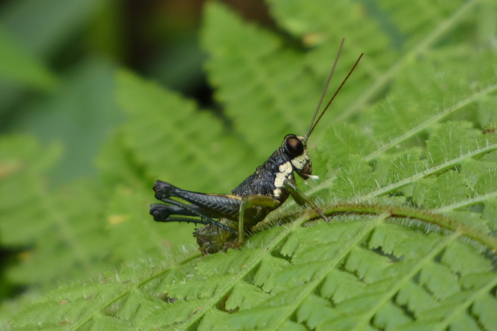 Rhachicreagra
