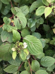 Cornus sericea