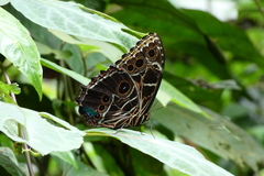Morpho deidamia polybaptus