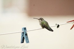 Cynanthus latirostris