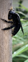 Biluna