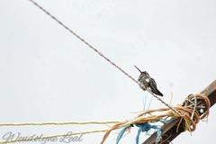 Cynanthus latirostris