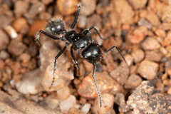 Calomyrmex albopilosus