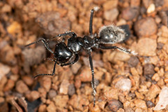 Calomyrmex albopilosus