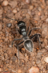 Calomyrmex albopilosus