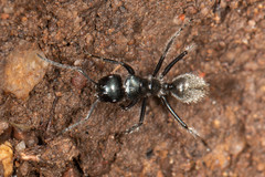 Calomyrmex albopilosus