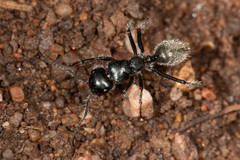 Calomyrmex albopilosus