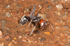 Iridomyrmex spadius