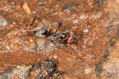 Iridomyrmex spadius