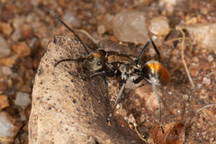 Polyrhachis trapezoidea