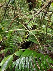 Peperomia striata
