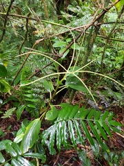 Peperomia striata