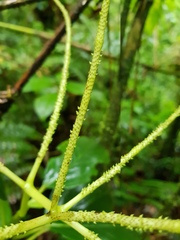 Peperomia striata