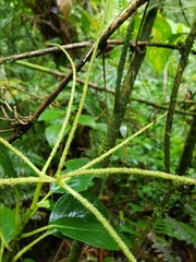 Peperomia striata