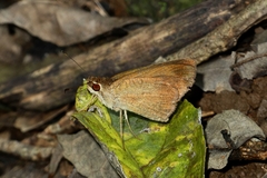Synapte pecta