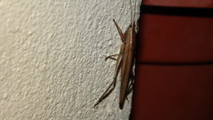 Tettigoniidea