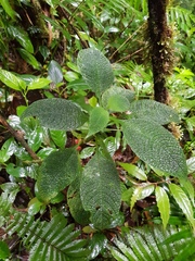 Hoffmannia areolata image