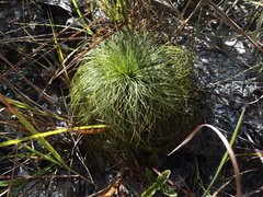 Bulbostylis paradoxa