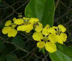 Stigmaphyllon blanchetii