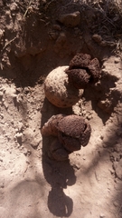 Prosopanche americana