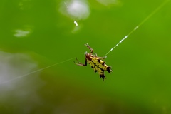 Micrathena decorata