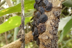 Cyrtocoris egeris