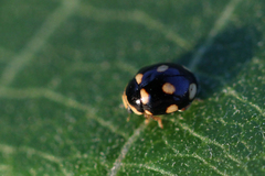Brachiacantha decempustulata