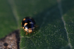 Brachiacantha decempustulata