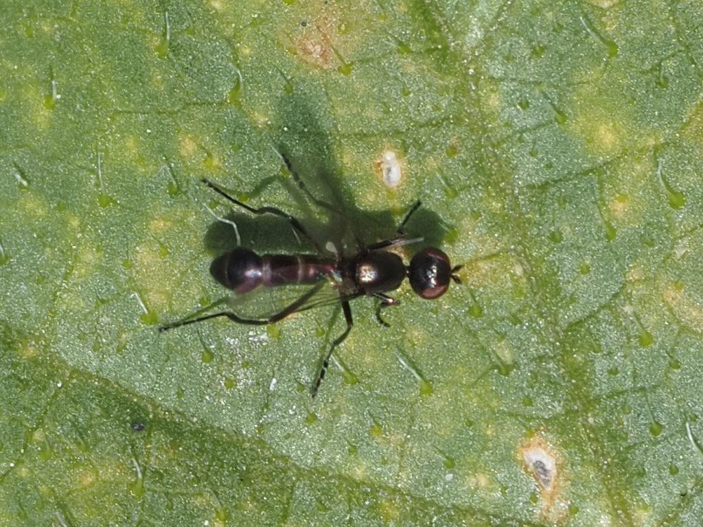 Sepsid fly