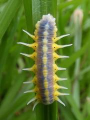 Mechanitis polymnia isthmia