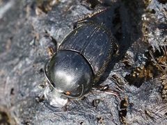 Onthophagus taurus