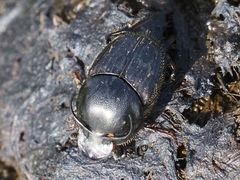 Onthophagus taurus