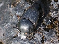 Onthophagus taurus