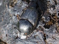 Onthophagus taurus