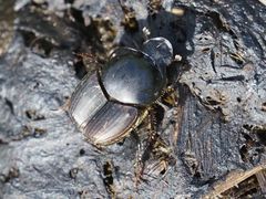 Onthophagus taurus
