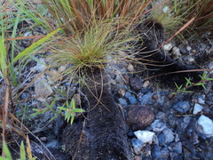 Bulbostylis paradoxa